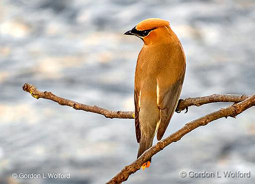 Cedar Waxwing From Behind_DSCF4421.jpg - Cedar Waxwing (Bombycilla cedrorum) photographed along the Rideau Canal Waterway at Smiths Falls, Ontario, Canada.